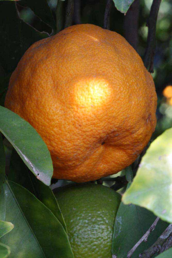            Fruit (Riverside, CA)   